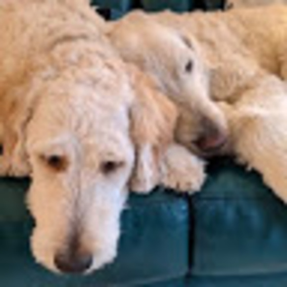 Meet your Posher, Claudia - Picture 1 of 1